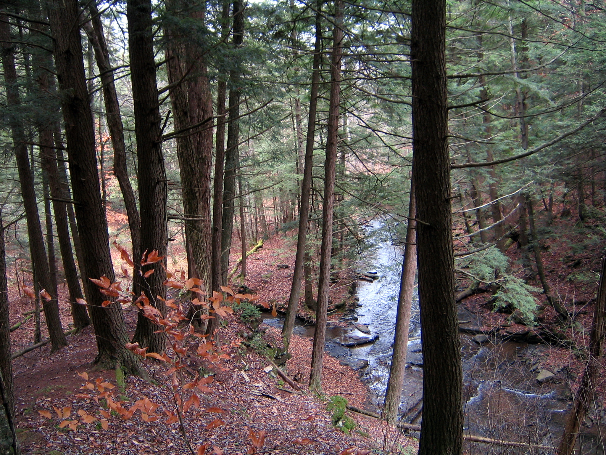 Ithaca Trails Roy H Park Preserve