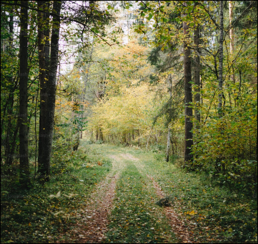 A narrow dirt path winds through a green forest with tall trees and dense foliage. Sunlight filters through the leaves, creating dappled light on the trail.