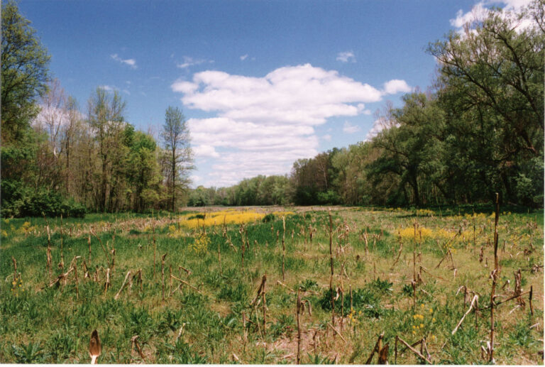 Grassy field with yellow wildflowers, bordered by tall leafy green trees under a bright blue sky with scattered white clouds.