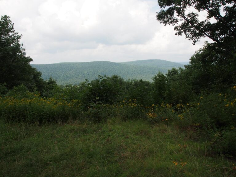 Grassy clearing with wildflowers and dense green shrubs in front, rolling forested hills and a cloudy sky in the background.