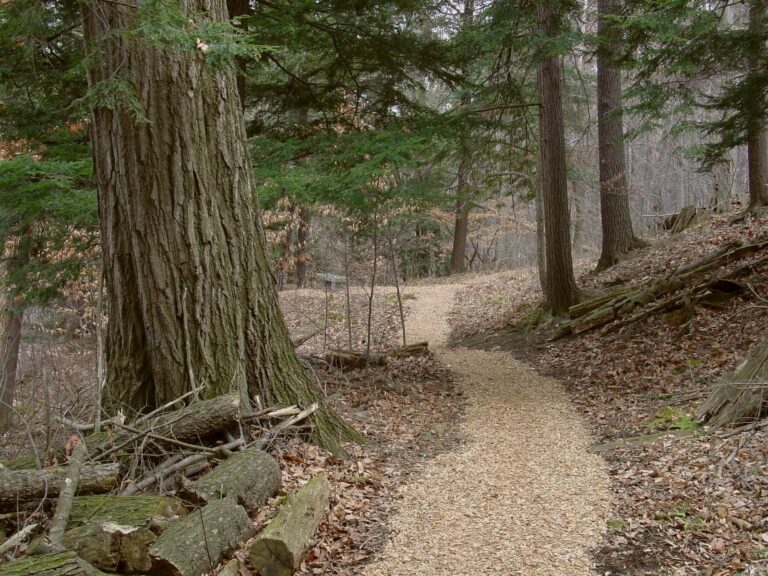 Winding dirt path with wood chips curves through a forest of tall trees and scattered brown leaves.
