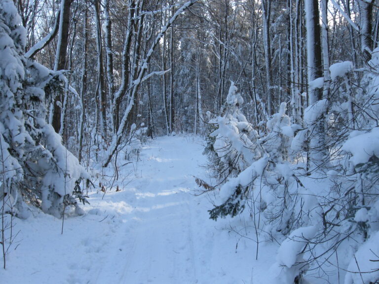 Snow-covered path winding through dense forest of tall trees with branches covered in fresh snow.