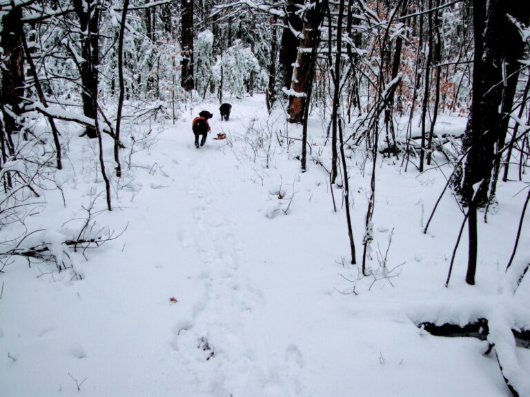 Two dogs walk on a narrow snowy trail in a forest with bare trees and fresh snow.