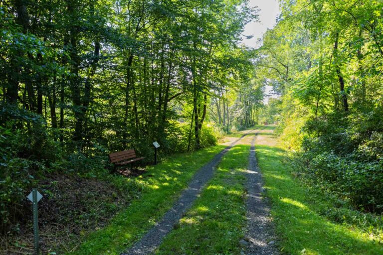 A dirt path winds through a sunlit green forest; a wooden bench and small sign are on the left. Dappled sunlight on the path.