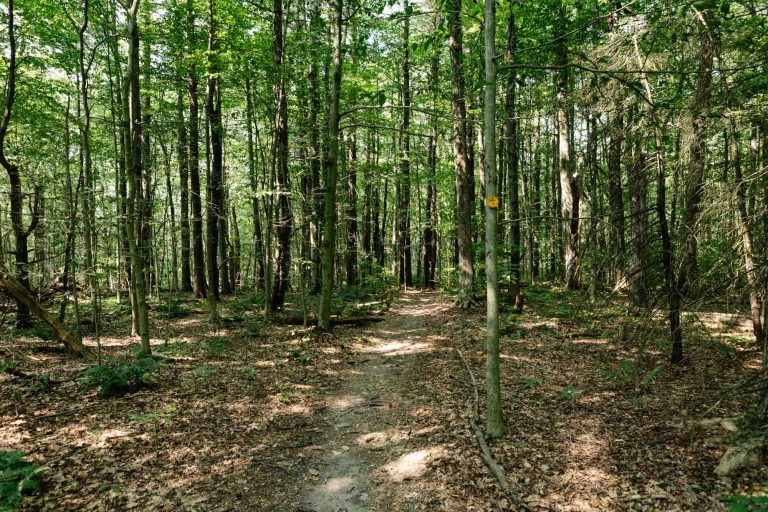 Narrow dirt path in dense green forest, tall trees, sunlight filtering through leaves, dry leaves and sun patches on ground.