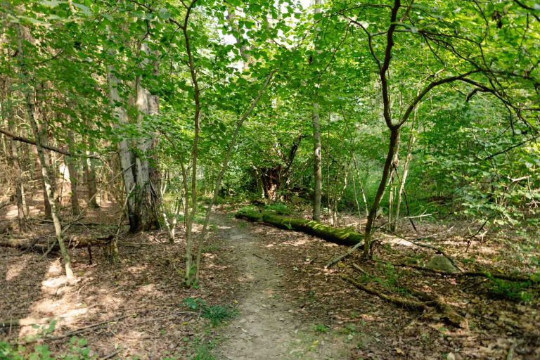 Dirt path winding through sunlit forest with green trees, scattered branches, fallen log, and dappled sunlight overhead.