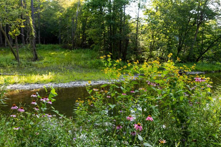 Wildflowers and tall grasses line a curving stream with a green forest; pink and yellow flowers stand out in the sunlight.
