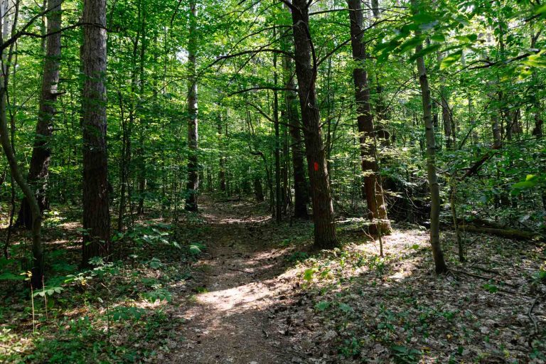 Narrow dirt path in a green forest with tall trees; sunlight filters through leaves. Central tree has a visible red trail marker.