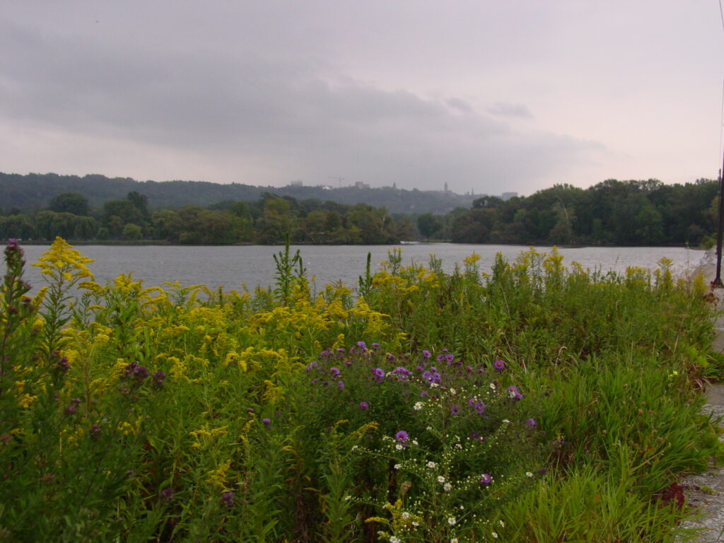 Wildflowers and green plants grow by a riverbank under a cloudy sky, with hills and trees in the distance.