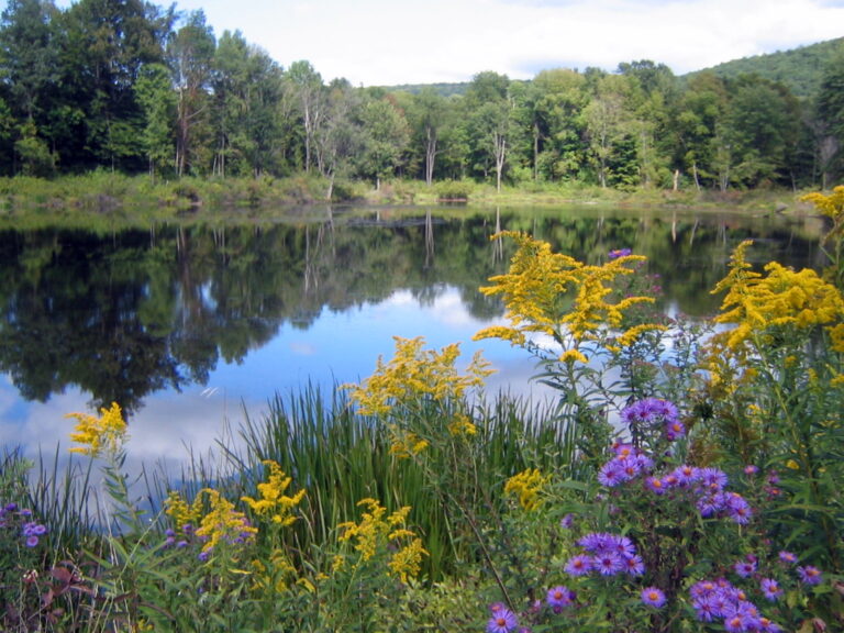 Calm pond reflecting trees and a partly cloudy sky, bordered by tall grass with yellow goldenrod and purple asters in the foreground.