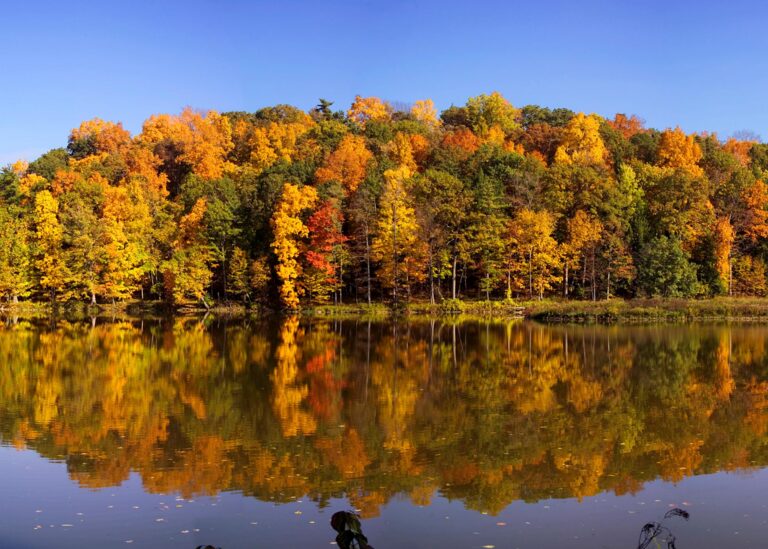 Calm lake reflecting dense forest with yellow, orange, and green autumn leaves beneath a clear blue sky.