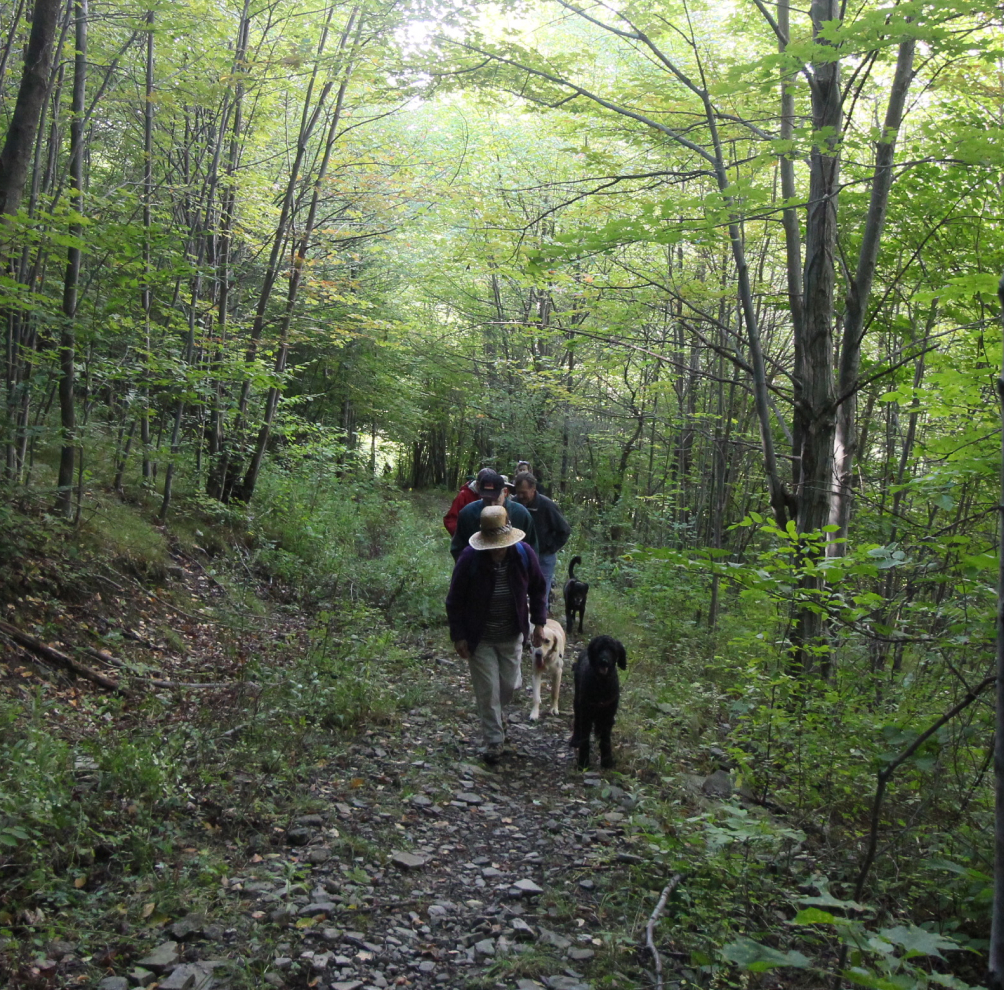 Group of hikers with dogs walking along a rocky forest path under a green tree canopy in dappled sunlight.