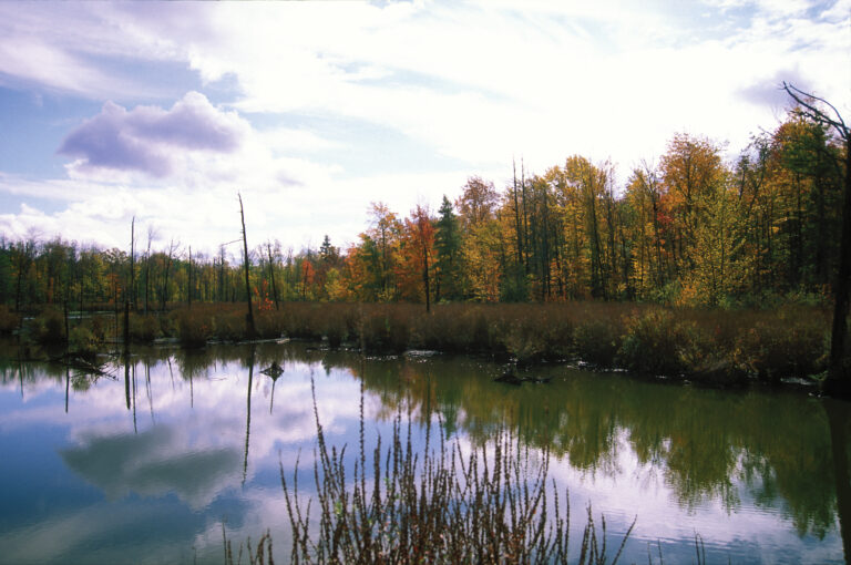 Calm pond reflecting orange and yellow autumn trees, partly cloudy sky, tall grasses, and bare tree trunks along the shore.