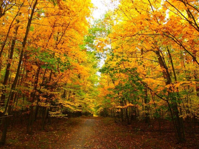 Autumn forest path covered in fallen yellow and orange leaves, with trees arching overhead and vibrant fall foliage creating a colorful canopy.