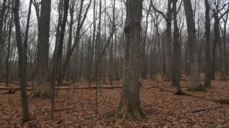Leafless trees in a forest with brown fallen leaves covering the ground; scattered branches and logs, under a cloudy sky.