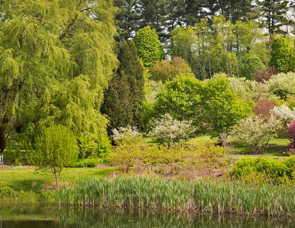 Lush green trees and shrubs surround a pond with tall grasses at the edge, under a partly cloudy sky.