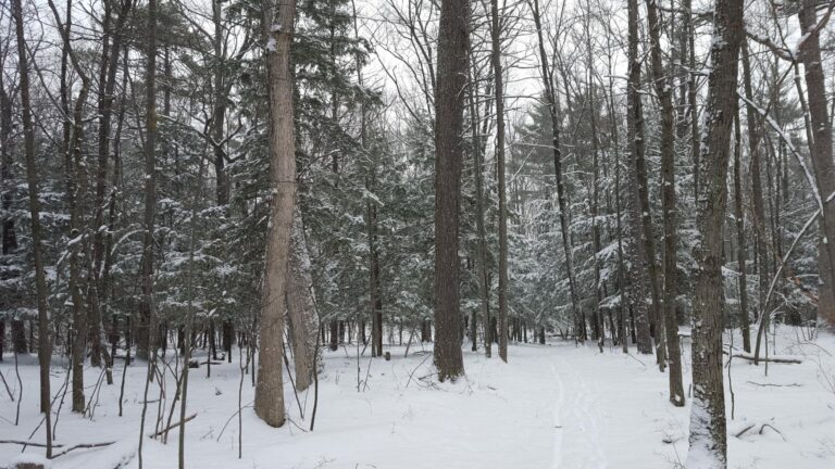 Snowy forest with tall bare trees and snow-covered evergreen branches; faint tracks cross the white ground under a cloudy sky.