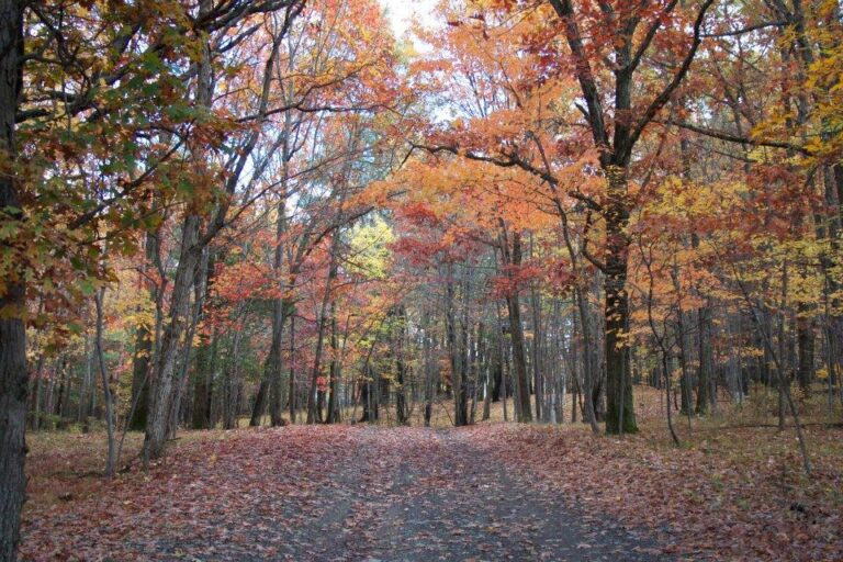 A winding forest path covered in colorful fallen leaves, surrounded by tall trees with bright orange, yellow, and red autumn foliage under a clear sky.