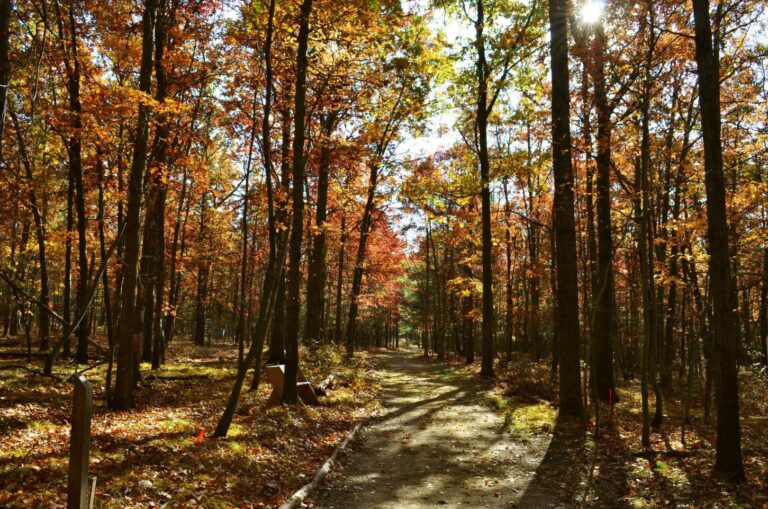 Sunlit forest path winding between tall trees with orange, yellow, and red autumn leaves; dappled light and shadows cover the dirt trail.