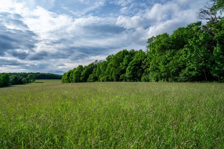 An open meadow with tall grass with bilious clouds in the sky and green deciduous trees in the background.
